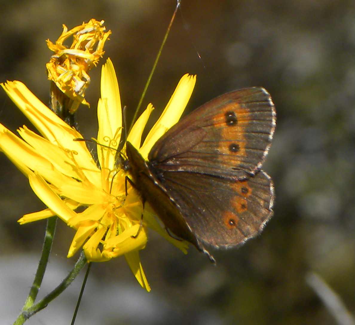 farfalla da identificare